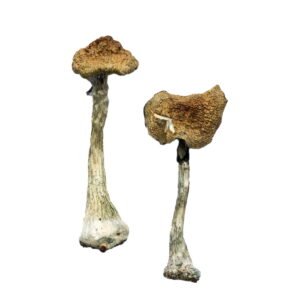 Buy Shrooms Online San Francisco, Buy Magic Mushrooms Online San Francisco, Buy Psilocybin Online San Francisco, Where to buy Shrooms Online San Francisco, Buy Shrooms near me San Francisco, Where can i buy Shrooms online San Francisco, Buy Shrooms with fast shipping San Francisco, Buy Shrooms with bitcoin discreetly online San Francisco, Order Shrooms Online San Francisco, Can i buy Shrooms in San Francisco, Order Shrooms near me San Francisco