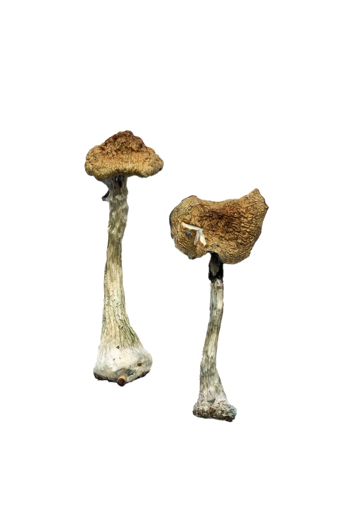 Buy Shrooms Online San Francisco, Buy Magic Mushrooms Online San Francisco, Buy Psilocybin Online San Francisco, Where to buy Shrooms Online San Francisco, Buy Shrooms near me San Francisco, Where can i buy Shrooms online San Francisco, Buy Shrooms with fast shipping San Francisco, Buy Shrooms with bitcoin discreetly online San Francisco, Order Shrooms Online San Francisco, Can i buy Shrooms in San Francisco, Order Shrooms near me San Francisco