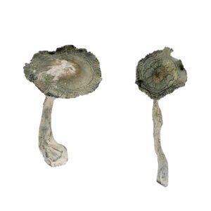 Buy Shrooms Online Georgia, Buy Magic Mushrooms Online Georgia, Buy Psilocybin Online Georgia, Where to buy Shrooms Online Georgia, Buy Shrooms near me Georgia, Where can i buy Shrooms online Georgia, Buy Shrooms with fast shipping Georgia, Buy Shrooms with bitcoin discreetly online Georgia, Order Shrooms Online Georgia, Can i buy Shrooms in Georgia, Order Shrooms near me Georgia, Buy Shrooms Discreet Shipping Georgia