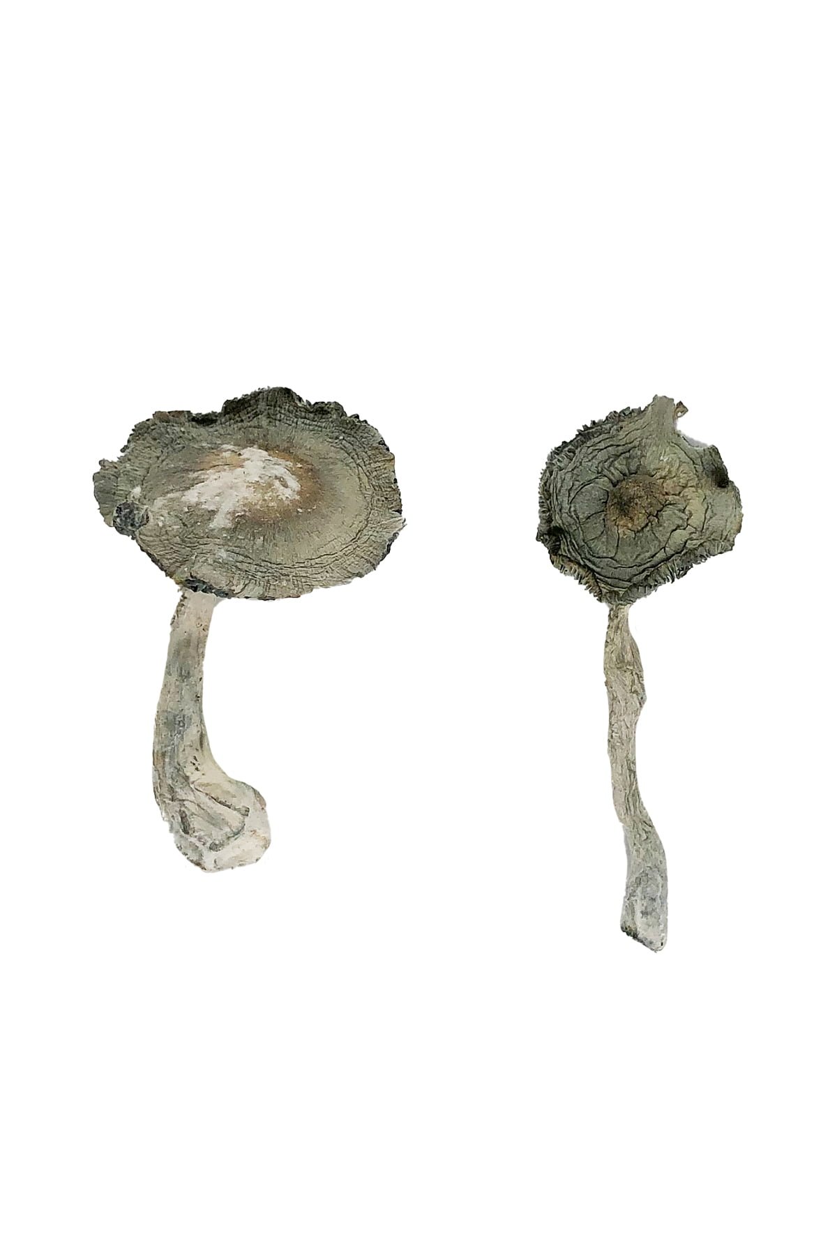 Buy Shrooms Online Georgia, Buy Magic Mushrooms Online Georgia, Buy Psilocybin Online Georgia, Where to buy Shrooms Online Georgia, Buy Shrooms near me Georgia, Where can i buy Shrooms online Georgia, Buy Shrooms with fast shipping Georgia, Buy Shrooms with bitcoin discreetly online Georgia, Order Shrooms Online Georgia, Can i buy Shrooms in Georgia, Order Shrooms near me Georgia, Buy Shrooms Discreet Shipping Georgia