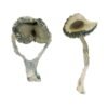 APEX Magic Mushrooms