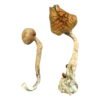 Buy Shrooms Online Oakland, Buy Magic Mushrooms Online Oakland, Buy Psilocybin Online Oakland, Where to buy Shrooms Online Oakland, Buy Shrooms near me Oakland, Where can i buy Shrooms online Oakland, Buy Shrooms with fast shipping Oakland, Buy Shrooms with bitcoin discreetly online Oakland, Order Shrooms Online Oakland, Can i buy Shrooms in Oakland, Order Shrooms near me Oakland