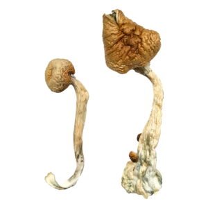 Buy Shrooms Online Oakland, Buy Magic Mushrooms Online Oakland, Buy Psilocybin Online Oakland, Where to buy Shrooms Online Oakland, Buy Shrooms near me Oakland, Where can i buy Shrooms online Oakland, Buy Shrooms with fast shipping Oakland, Buy Shrooms with bitcoin discreetly online Oakland, Order Shrooms Online Oakland, Can i buy Shrooms in Oakland, Order Shrooms near me Oakland
