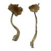 Buy Shrooms Online Ann Arbor, Buy Magic Mushrooms Online Ann Arbor, Buy Psilocybin Online Ann Arbor, Where to buy Shrooms Online Ann Arbor, Buy Shrooms near me Ann Arbor, Where can i buy Shrooms online Ann Arbor, Buy Shrooms with fast shipping Ann Arbor, Buy Shrooms with bitcoin discreetly online Ann Arbor, Order Shrooms Online Ann Arbor, Can i buy Shrooms in Ann Arbor, Order Shrooms near me Ann Arbor