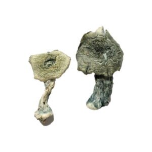 Buy Shrooms Online Austin Texas, Buy Magic Mushrooms Online Austin Texas, Buy Psilocybin Online Austin Texas, Where to buy Shrooms Online Austin Texas, Buy Shrooms near me Austin Texas, Where can i buy Shrooms online Austin Texas, Buy Shrooms with fast shipping Austin Texas, Buy Shrooms with bitcoin discreetly online Austin Texas, Order Shrooms Online Austin Texas, Can i buy Shrooms in Austin Texas, Order Shrooms near me Austin Texas