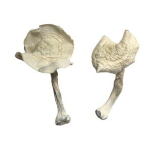 Buy Shrooms Online Santa Cruz, Buy Magic Mushrooms Online Santa Cruz, Buy Psilocybin Online Santa Cruz, Where to buy Shrooms Online Santa Cruz, Buy Shrooms near me Santa Cruz, Where can i buy Shrooms online Santa Cruz, Buy Shrooms with fast shipping Santa Cruz, Buy Shrooms with bitcoin discreetly online Santa Cruz, Order Shrooms Online Santa Cruz, Can i buy Shrooms in Santa Cruz, Order Shrooms near me Santa Cruz