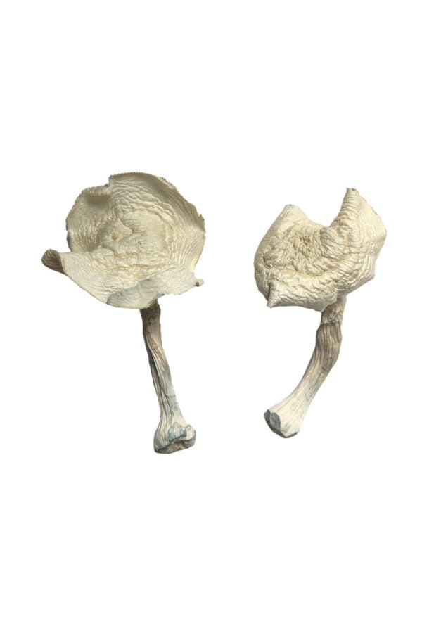 Buy Shrooms Online Santa Cruz, Buy Magic Mushrooms Online Santa Cruz, Buy Psilocybin Online Santa Cruz, Where to buy Shrooms Online Santa Cruz, Buy Shrooms near me Santa Cruz, Where can i buy Shrooms online Santa Cruz, Buy Shrooms with fast shipping Santa Cruz, Buy Shrooms with bitcoin discreetly online Santa Cruz, Order Shrooms Online Santa Cruz, Can i buy Shrooms in Santa Cruz, Order Shrooms near me Santa Cruz