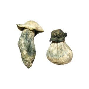 where to buy Albino Penis Envy Mushrooms, where can I buy Albino Penis Envy Mushrooms, places to buy Albino Penis Envy Mushrooms