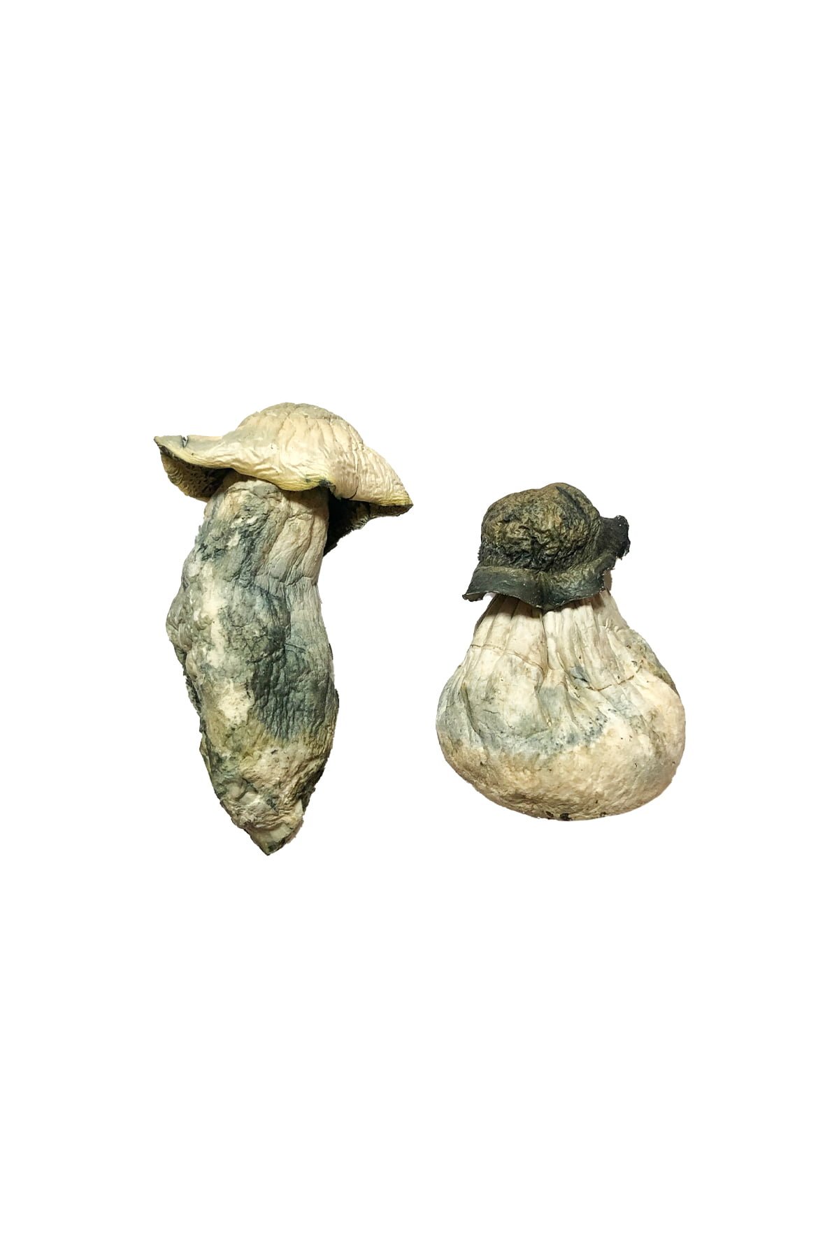 where to buy Albino Penis Envy Mushrooms, where can I buy Albino Penis Envy Mushrooms, places to buy Albino Penis Envy Mushrooms