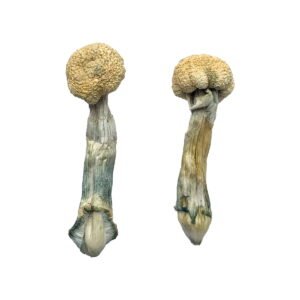 Buy Shrooms Online Michigan, Buy Magic Mushrooms Online Michigan, Buy Psilocybin Online Michigan, Where to buy Shrooms Online Michigan, Buy Shrooms near me Michigan, Where can i buy Shrooms online Michigan, Buy Shrooms with fast shipping Michigan, Buy Shrooms with bitcoin discreetly online Michigan, Order Shrooms Online Michigan, Can i buy Shrooms in Michigan, Order Shrooms near me Michigan