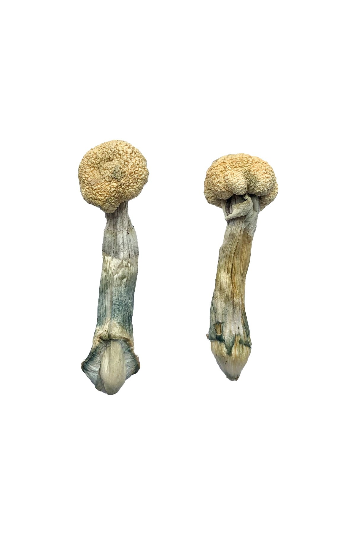 Buy Shrooms Online Michigan, Buy Magic Mushrooms Online Michigan, Buy Psilocybin Online Michigan, Where to buy Shrooms Online Michigan, Buy Shrooms near me Michigan, Where can i buy Shrooms online Michigan, Buy Shrooms with fast shipping Michigan, Buy Shrooms with bitcoin discreetly online Michigan, Order Shrooms Online Michigan, Can i buy Shrooms in Michigan, Order Shrooms near me Michigan Buy Shrooms Online Michigan, Buy Magic Mushrooms Online Michigan, Buy Psilocybin Online Michigan, Where to buy Shrooms Online Michigan, Buy Shrooms near me Michigan, Where can i buy Shrooms online Michigan, Buy Shrooms with fast shipping Michigan, Buy Shrooms with bitcoin discreetly online Michigan, Order Shrooms Online Michigan, Can i buy Shrooms in Michigan, Order Shrooms near me Michigan