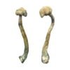 Albino-Treasure-Coast-Shrooms.jpg Albino Treasure Coast Magic Mushrooms