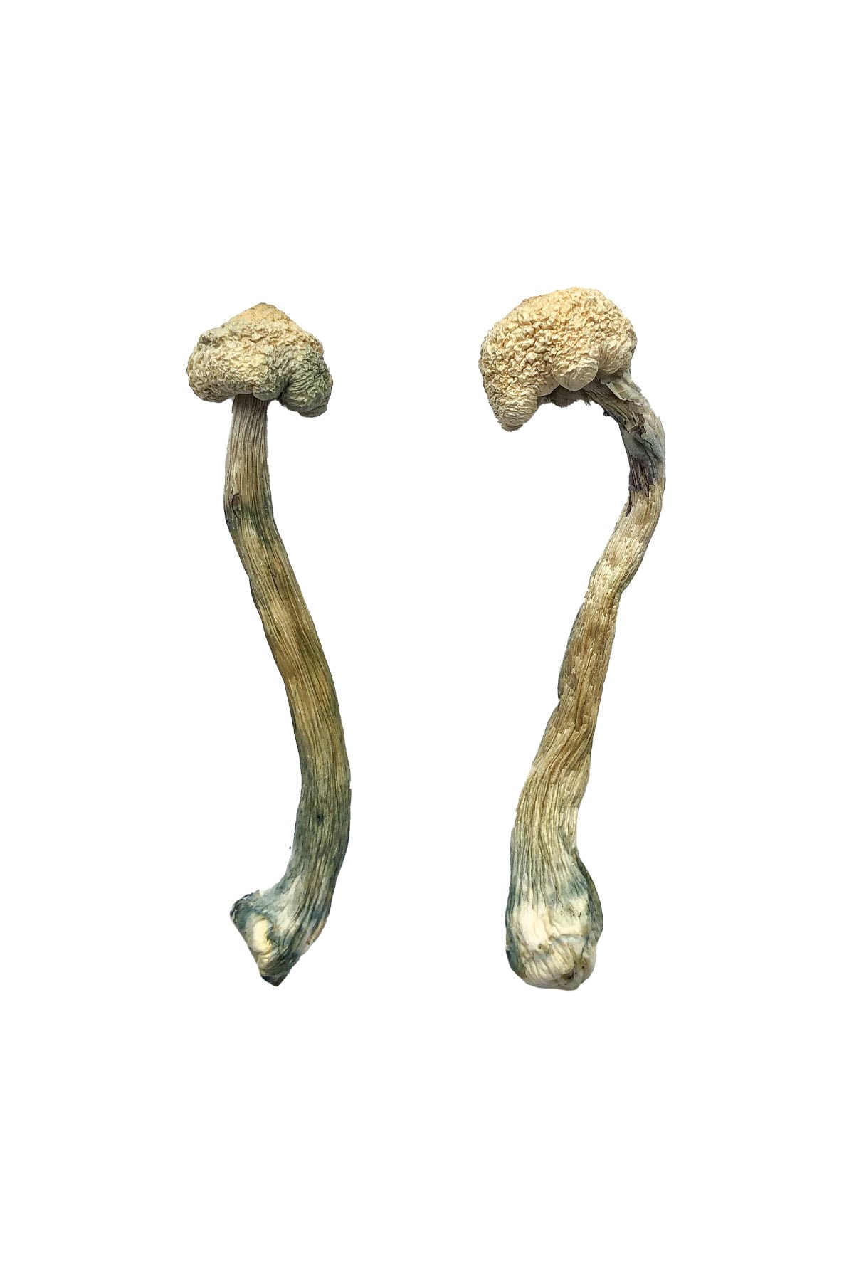 Albino-Treasure-Coast-Shrooms.jpg Albino Treasure Coast Magic Mushrooms