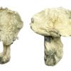 Buy Shrooms Online Detroit, Buy Magic Mushrooms Online Detroit, Buy Psilocybin Online Detroit, Where to buy Shrooms Online Detroit, Buy Shrooms near me Detroit, Where can i buy Shrooms online Detroit, Buy Shrooms with fast shipping Detroit, Buy Shrooms with bitcoin discreetly online Detroit, Order Shrooms Online Detroit, Can i buy Shrooms in Detroit, Order Shrooms near me Detroit Buy Shrooms Online Detroit, Buy Magic Mushrooms Online Detroit, Buy Psilocybin Online Detroit, Where to buy Shrooms Online Detroit, Buy Shrooms near me Detroit, Where can i buy Shrooms online Detroit, Buy Shrooms with fast shipping Detroit, Buy Shrooms with bitcoin discreetly online Detroit, Order Shrooms Online Detroit, Can i buy Shrooms in Detroit, Order Shrooms near me Detroit