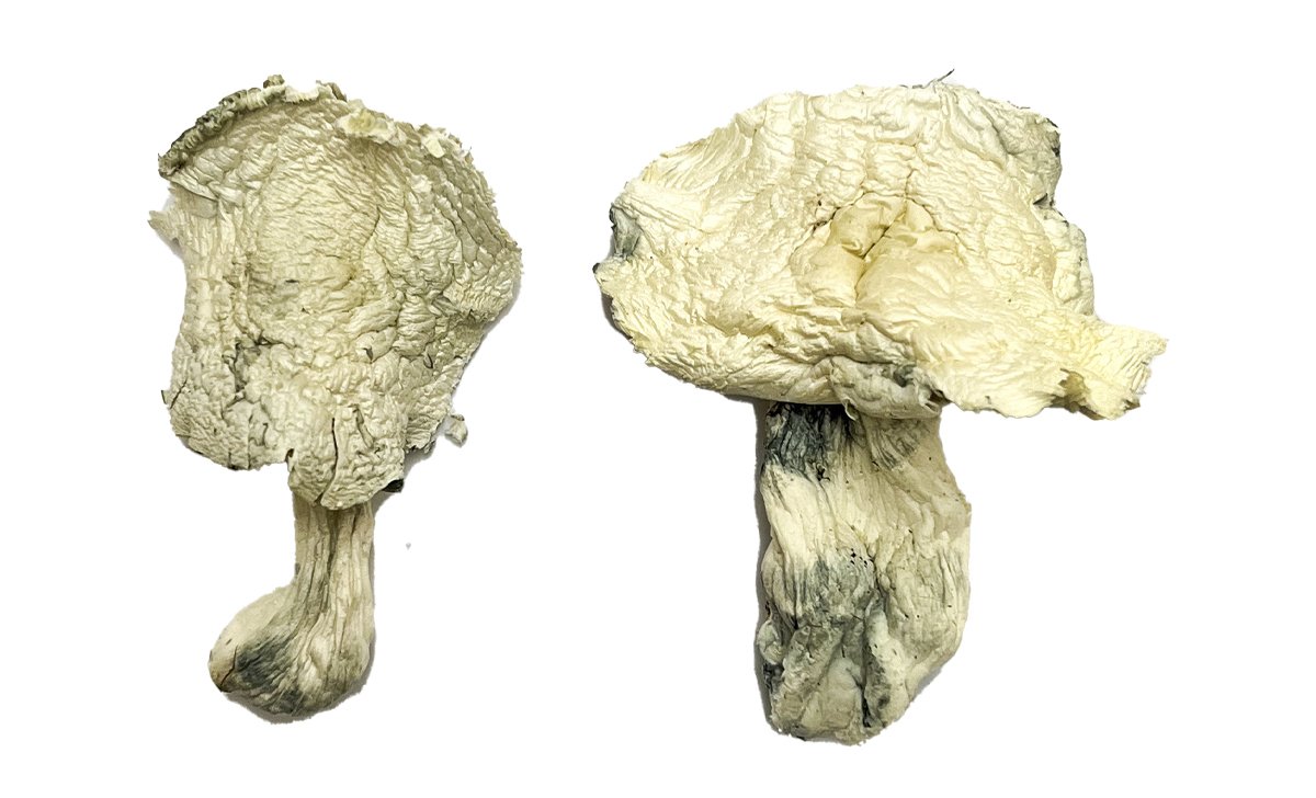 Buy Shrooms Online Detroit, Buy Magic Mushrooms Online Detroit, Buy Psilocybin Online Detroit, Where to buy Shrooms Online Detroit, Buy Shrooms near me Detroit, Where can i buy Shrooms online Detroit, Buy Shrooms with fast shipping Detroit, Buy Shrooms with bitcoin discreetly online Detroit, Order Shrooms Online Detroit, Can i buy Shrooms in Detroit, Order Shrooms near me Detroit Buy Shrooms Online Detroit, Buy Magic Mushrooms Online Detroit, Buy Psilocybin Online Detroit, Where to buy Shrooms Online Detroit, Buy Shrooms near me Detroit, Where can i buy Shrooms online Detroit, Buy Shrooms with fast shipping Detroit, Buy Shrooms with bitcoin discreetly online Detroit, Order Shrooms Online Detroit, Can i buy Shrooms in Detroit, Order Shrooms near me Detroit