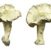 Albino-Zilla-Magic-Shrooms-Strain.jpg Albino Zilla Magic Mushrooms