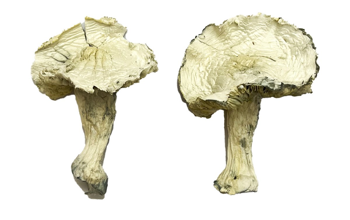 Albino-Zilla-Magic-Shrooms-Strain.jpg Albino Zilla Magic Mushrooms
