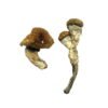 Amazonian-Magic-Mushrooms.jpg Amazonian Magic Mushrooms