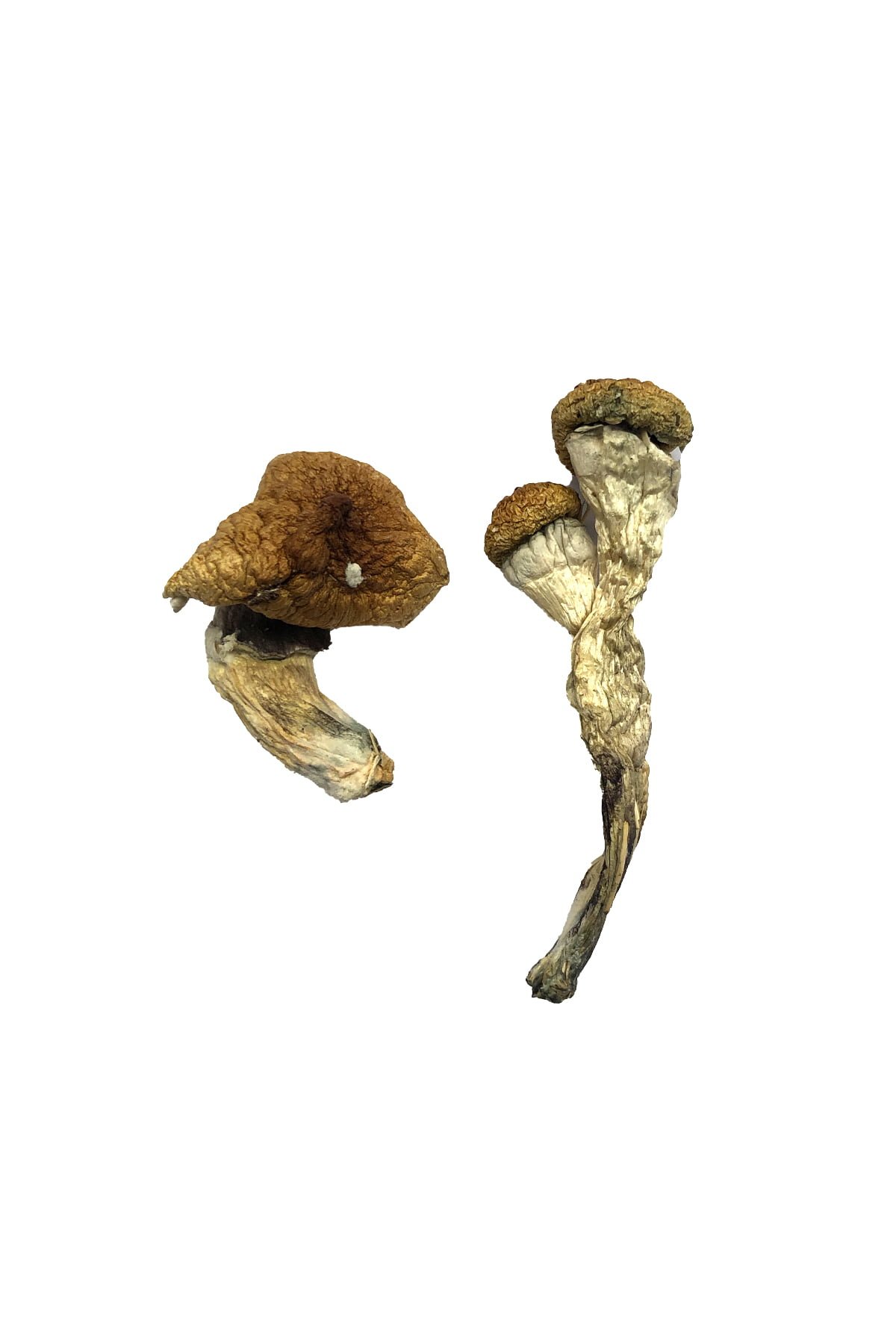 Amazonian-Magic-Mushrooms.jpg Amazonian Magic Mushrooms