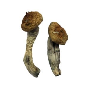 Buy Shrooms Online Missouri, Buy Magic Mushrooms Online Missouri, Buy Psilocybin Online Missouri, Where to buy Shrooms Online Missouri, Buy Shrooms near me Missouri, Where can i buy Shrooms online Missouri, Buy Shrooms with fast shipping Missouri, Buy Shrooms with bitcoin discreetly online Missouri, Order Shrooms Online Missouri, Can i buy Shrooms in Missouri, Order Shrooms near me Missouri, Buy Shrooms Discreet Shipping Missouri