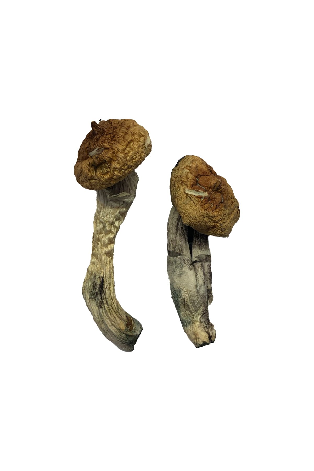 Buy Shrooms Online Missouri, Buy Magic Mushrooms Online Missouri, Buy Psilocybin Online Missouri, Where to buy Shrooms Online Missouri, Buy Shrooms near me Missouri, Where can i buy Shrooms online Missouri, Buy Shrooms with fast shipping Missouri, Buy Shrooms with bitcoin discreetly online Missouri, Order Shrooms Online Missouri, Can i buy Shrooms in Missouri, Order Shrooms near me Missouri, Buy Shrooms Discreet Shipping Missouri Buy Shrooms Online Missouri, Buy Magic Mushrooms Online Missouri, Buy Psilocybin Online Missouri, Where to buy Shrooms Online Missouri, Buy Shrooms near me Missouri, Where can i buy Shrooms online Missouri, Buy Shrooms with fast shipping Missouri, Buy Shrooms with bitcoin discreetly online Missouri, Order Shrooms Online Missouri, Can i buy Shrooms in Missouri, Order Shrooms near me Missouri, Buy Shrooms Discreet Shipping Missouri