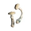 Avery’s Albino Magic Mushrooms