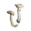 Buy Shrooms Online Ohio, Buy Magic Mushrooms Online Ohio, Buy Psilocybin Online Ohio, Where to buy Shrooms Online Ohio, Buy Shrooms near me Ohio, Where can i buy Shrooms online Ohio, Buy Shrooms with fast shipping Ohio, Buy Shrooms with bitcoin discreetly online Ohio, Order Shrooms Online Ohio, Can i buy Shrooms in Ohio, Order Shrooms near me Ohio, Buy Shrooms Discreet Shipping Ohio