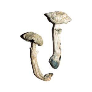 Buy Shrooms Online Ohio, Buy Magic Mushrooms Online Ohio, Buy Psilocybin Online Ohio, Where to buy Shrooms Online Ohio, Buy Shrooms near me Ohio, Where can i buy Shrooms online Ohio, Buy Shrooms with fast shipping Ohio, Buy Shrooms with bitcoin discreetly online Ohio, Order Shrooms Online Ohio, Can i buy Shrooms in Ohio, Order Shrooms near me Ohio, Buy Shrooms Discreet Shipping Ohio