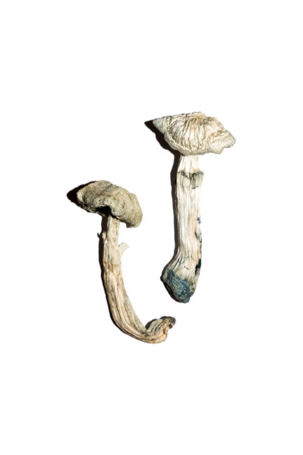 Buy Shrooms Online Ohio, Buy Magic Mushrooms Online Ohio, Buy Psilocybin Online Ohio, Where to buy Shrooms Online Ohio, Buy Shrooms near me Ohio, Where can i buy Shrooms online Ohio, Buy Shrooms with fast shipping Ohio, Buy Shrooms with bitcoin discreetly online Ohio, Order Shrooms Online Ohio, Can i buy Shrooms in Ohio, Order Shrooms near me Ohio, Buy Shrooms Discreet Shipping Ohio