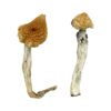 Aztec-God-Magic-Mushrooms.jpg Aztec God Magic Mushrooms