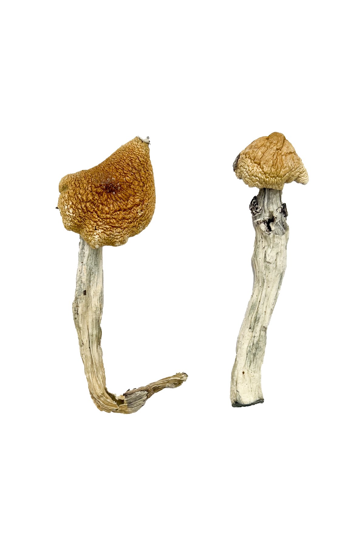 Aztec-God-Magic-Mushrooms.jpg Aztec God Magic Mushrooms