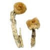 Buy Shrooms Online Wisconsin, Buy Magic Mushrooms Online Wisconsin, Buy Psilocybin Online Wisconsin, Where to buy Shrooms Online Wisconsin, Buy Shrooms near me Wisconsin, Where can i buy Shrooms online Wisconsin, Buy Shrooms with fast shipping Wisconsin, Buy Shrooms with bitcoin discreetly online Wisconsin, Order Shrooms Online Wisconsin, Can i buy Shrooms in Wisconsin, Order Shrooms near me Wisconsin, Buy Shrooms Discreet Shipping Wisconsin Buy Shrooms Online Wisconsin, Buy Magic Mushrooms Online Wisconsin, Buy Psilocybin Online Wisconsin, Where to buy Shrooms Online Wisconsin, Buy Shrooms near me Wisconsin, Where can i buy Shrooms online Wisconsin, Buy Shrooms with fast shipping Wisconsin, Buy Shrooms with bitcoin discreetly online Wisconsin, Order Shrooms Online Wisconsin, Can i buy Shrooms in Wisconsin, Order Shrooms near me Wisconsin, Buy Shrooms Discreet Shipping Wisconsin