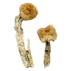 Buy Shrooms Online Wisconsin, Buy Magic Mushrooms Online Wisconsin, Buy Psilocybin Online Wisconsin, Where to buy Shrooms Online Wisconsin, Buy Shrooms near me Wisconsin, Where can i buy Shrooms online Wisconsin, Buy Shrooms with fast shipping Wisconsin, Buy Shrooms with bitcoin discreetly online Wisconsin, Order Shrooms Online Wisconsin, Can i buy Shrooms in Wisconsin, Order Shrooms near me Wisconsin, Buy Shrooms Discreet Shipping Wisconsin