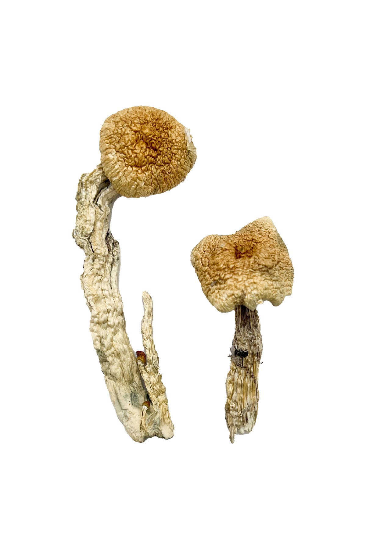Buy Shrooms Online Wisconsin, Buy Magic Mushrooms Online Wisconsin, Buy Psilocybin Online Wisconsin, Where to buy Shrooms Online Wisconsin, Buy Shrooms near me Wisconsin, Where can i buy Shrooms online Wisconsin, Buy Shrooms with fast shipping Wisconsin, Buy Shrooms with bitcoin discreetly online Wisconsin, Order Shrooms Online Wisconsin, Can i buy Shrooms in Wisconsin, Order Shrooms near me Wisconsin, Buy Shrooms Discreet Shipping Wisconsin Buy Shrooms Online Wisconsin, Buy Magic Mushrooms Online Wisconsin, Buy Psilocybin Online Wisconsin, Where to buy Shrooms Online Wisconsin, Buy Shrooms near me Wisconsin, Where can i buy Shrooms online Wisconsin, Buy Shrooms with fast shipping Wisconsin, Buy Shrooms with bitcoin discreetly online Wisconsin, Order Shrooms Online Wisconsin, Can i buy Shrooms in Wisconsin, Order Shrooms near me Wisconsin, Buy Shrooms Discreet Shipping Wisconsin