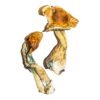 B-Magic-Mushroom.jpg B+ Magic Mushrooms