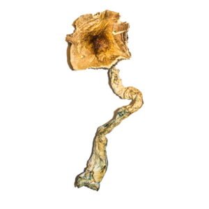 Buy Shrooms Online Maryland, Buy Magic Mushrooms Online Maryland, Buy Psilocybin Online Maryland, Where to buy Shrooms Online Maryland, Buy Shrooms near me Maryland, Where can i buy Shrooms online Maryland, Buy Shrooms with fast shipping Maryland, Buy Shrooms with bitcoin discreetly online Maryland, Order Shrooms Online Missouri, Can i buy Shrooms in Maryland, Order Shrooms near me Maryland, Buy Shrooms Discreet Shipping Maryland