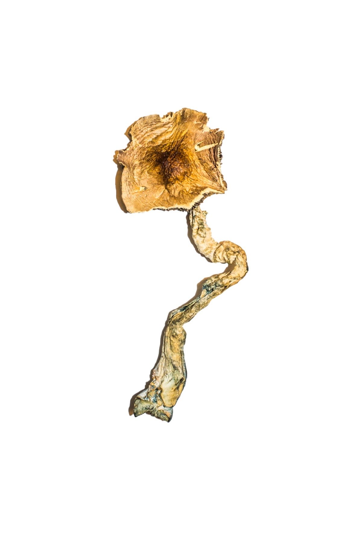 Buy Shrooms Online Maryland, Buy Magic Mushrooms Online Maryland, Buy Psilocybin Online Maryland, Where to buy Shrooms Online Maryland, Buy Shrooms near me Maryland, Where can i buy Shrooms online Maryland, Buy Shrooms with fast shipping Maryland, Buy Shrooms with bitcoin discreetly online Maryland, Order Shrooms Online Missouri, Can i buy Shrooms in Maryland, Order Shrooms near me Maryland, Buy Shrooms Discreet Shipping Maryland Buy Shrooms Online Maryland, Buy Magic Mushrooms Online Maryland, Buy Psilocybin Online Maryland, Where to buy Shrooms Online Maryland, Buy Shrooms near me Maryland, Where can i buy Shrooms online Maryland, Buy Shrooms with fast shipping Maryland, Buy Shrooms with bitcoin discreetly online Maryland, Order Shrooms Online Missouri, Can i buy Shrooms in Maryland, Order Shrooms near me Maryland, Buy Shrooms Discreet Shipping Maryland
