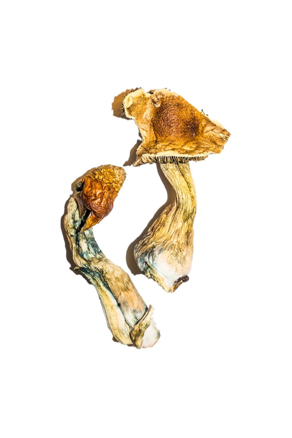 B-Magic-Mushroom.jpg B+ Magic Mushrooms