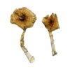 Buy Shrooms Online Maryland, Buy Magic Mushrooms Online Maryland, Buy Psilocybin Online Maryland, Where to buy Shrooms Online Maryland, Buy Shrooms near me Maryland, Where can i buy Shrooms online Maryland, Buy Shrooms with fast shipping Maryland, Buy Shrooms with bitcoin discreetly online Maryland, Order Shrooms Online Missouri, Can i buy Shrooms in Maryland, Order Shrooms near me Maryland, Buy Shrooms Discreet Shipping Maryland Buy Shrooms Online Maryland, Buy Magic Mushrooms Online Maryland, Buy Psilocybin Online Maryland, Where to buy Shrooms Online Maryland, Buy Shrooms near me Maryland, Where can i buy Shrooms online Maryland, Buy Shrooms with fast shipping Maryland, Buy Shrooms with bitcoin discreetly online Maryland, Order Shrooms Online Missouri, Can i buy Shrooms in Maryland, Order Shrooms near me Maryland, Buy Shrooms Discreet Shipping Maryland