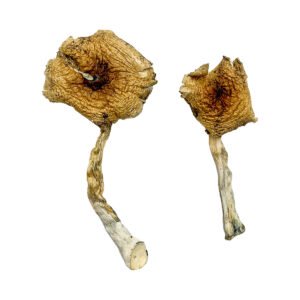 Buy Shrooms Online Maryland, Buy Magic Mushrooms Online Maryland, Buy Psilocybin Online Maryland, Where to buy Shrooms Online Maryland, Buy Shrooms near me Maryland, Where can i buy Shrooms online Maryland, Buy Shrooms with fast shipping Maryland, Buy Shrooms with bitcoin discreetly online Maryland, Order Shrooms Online Missouri, Can i buy Shrooms in Maryland, Order Shrooms near me Maryland, Buy Shrooms Discreet Shipping Maryland