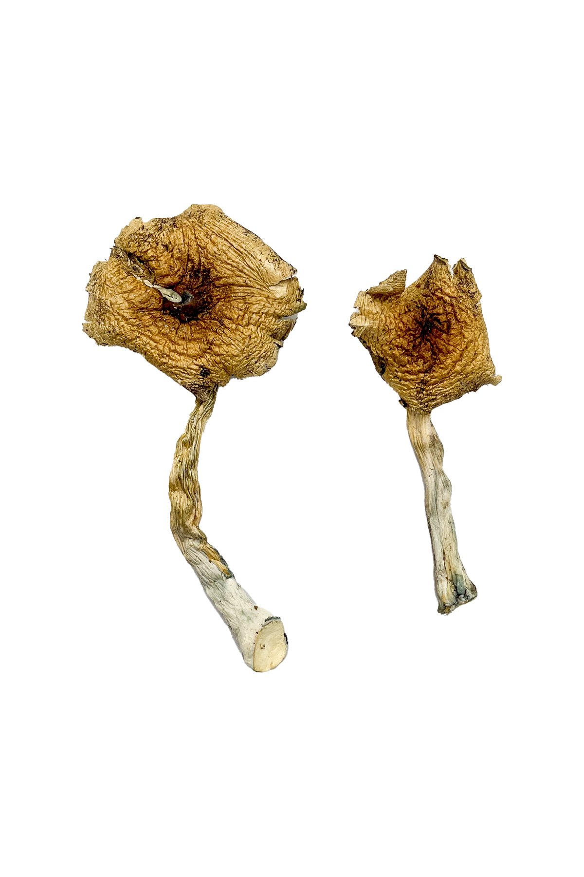 Buy Shrooms Online Maryland, Buy Magic Mushrooms Online Maryland, Buy Psilocybin Online Maryland, Where to buy Shrooms Online Maryland, Buy Shrooms near me Maryland, Where can i buy Shrooms online Maryland, Buy Shrooms with fast shipping Maryland, Buy Shrooms with bitcoin discreetly online Maryland, Order Shrooms Online Missouri, Can i buy Shrooms in Maryland, Order Shrooms near me Maryland, Buy Shrooms Discreet Shipping Maryland Buy Shrooms Online Maryland, Buy Magic Mushrooms Online Maryland, Buy Psilocybin Online Maryland, Where to buy Shrooms Online Maryland, Buy Shrooms near me Maryland, Where can i buy Shrooms online Maryland, Buy Shrooms with fast shipping Maryland, Buy Shrooms with bitcoin discreetly online Maryland, Order Shrooms Online Missouri, Can i buy Shrooms in Maryland, Order Shrooms near me Maryland, Buy Shrooms Discreet Shipping Maryland