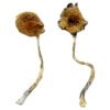 Ban-Thurian-Shrooms.jpg Ban Thurian Magic Mushrooms