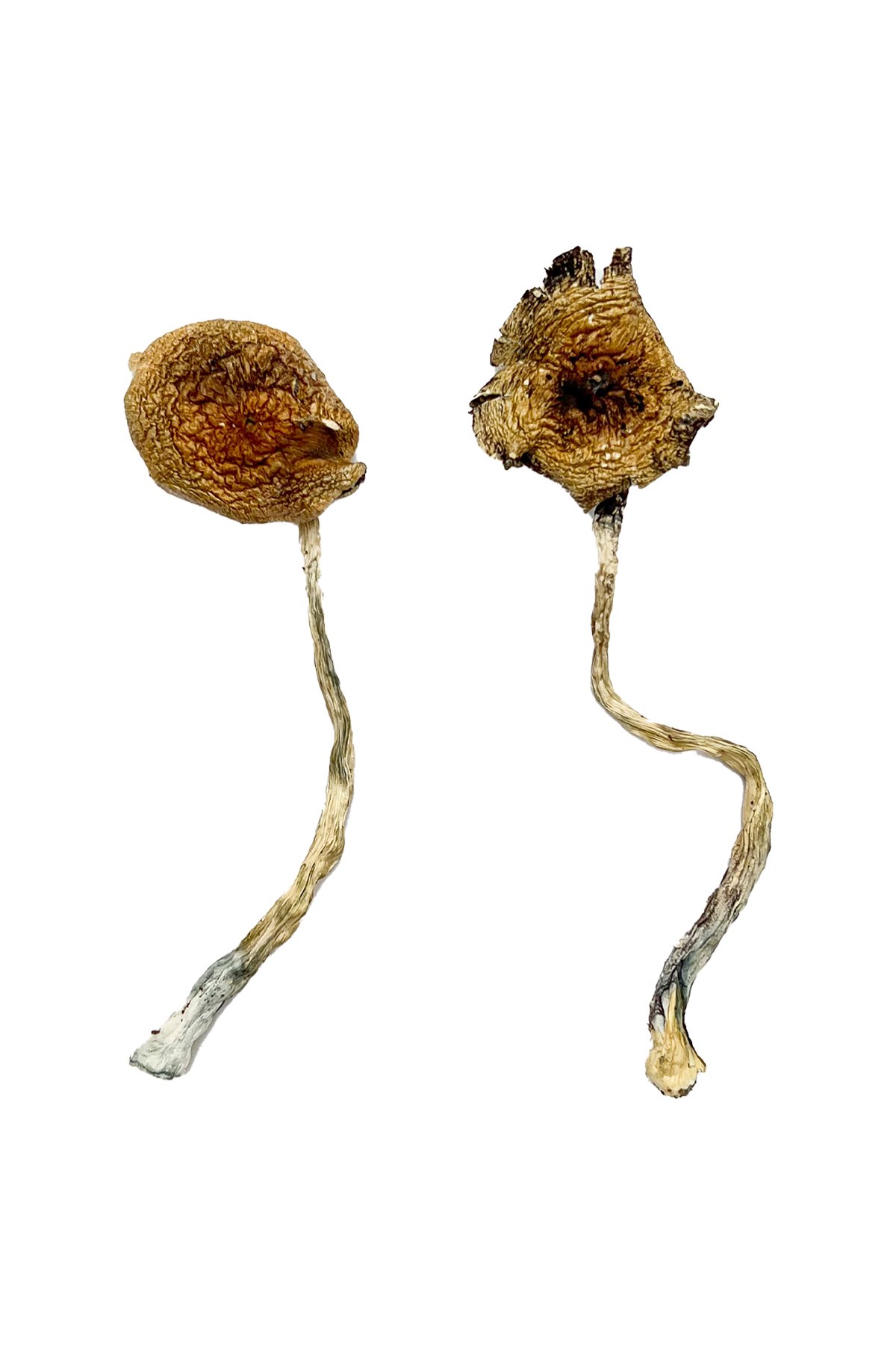 Ban-Thurian-Shrooms.jpg Ban Thurian Magic Mushrooms