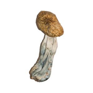 Buy Shrooms Online Denver CO, Buy Magic Mushrooms Online Denver CO, Buy Psilocybin Online Denver CO, Where to buy Shrooms Online Denver CO, Buy Shrooms near me Denver CO, Where can i buy Shrooms online Denver CO, Buy Shrooms with fast shipping Denver CO, Buy Shrooms with bitcoin discreetly online Denver CO, Order Shrooms Online Denver CO, Can i buy Shrooms in Denver CO, Order Shrooms near me Denver CO, Buy Shrooms Discreet Shipping Denver CO