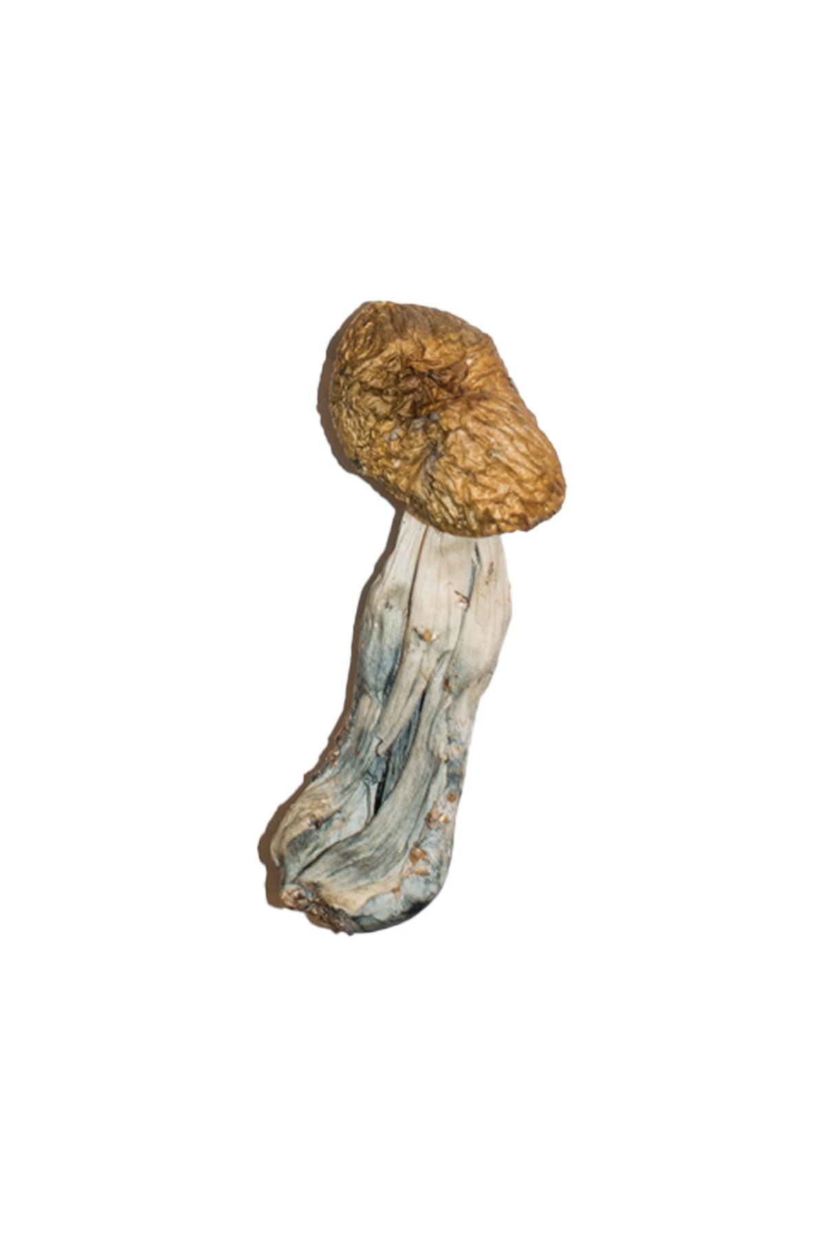 Buy Shrooms Online Denver CO, Buy Magic Mushrooms Online Denver CO, Buy Psilocybin Online Denver CO, Where to buy Shrooms Online Denver CO, Buy Shrooms near me Denver CO, Where can i buy Shrooms online Denver CO, Buy Shrooms with fast shipping Denver CO, Buy Shrooms with bitcoin discreetly online Denver CO, Order Shrooms Online Denver CO, Can i buy Shrooms in Denver CO, Order Shrooms near me Denver CO, Buy Shrooms Discreet Shipping Denver CO