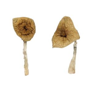 Buy Shrooms Online Idaho, Buy Magic Mushrooms Online Idaho, Buy Psilocybin Online Idaho, Where to buy Shrooms Online Idaho, Buy Shrooms near me Idaho, Where can i buy Shrooms online Idaho, Buy Shrooms with fast shipping Idaho, Buy Shrooms with bitcoin discreetly online Idaho, Order Shrooms Online Idaho, Can i buy Shrooms in Idaho, Order Shrooms near me Idaho, Buy Shrooms Discreet Shipping Idaho