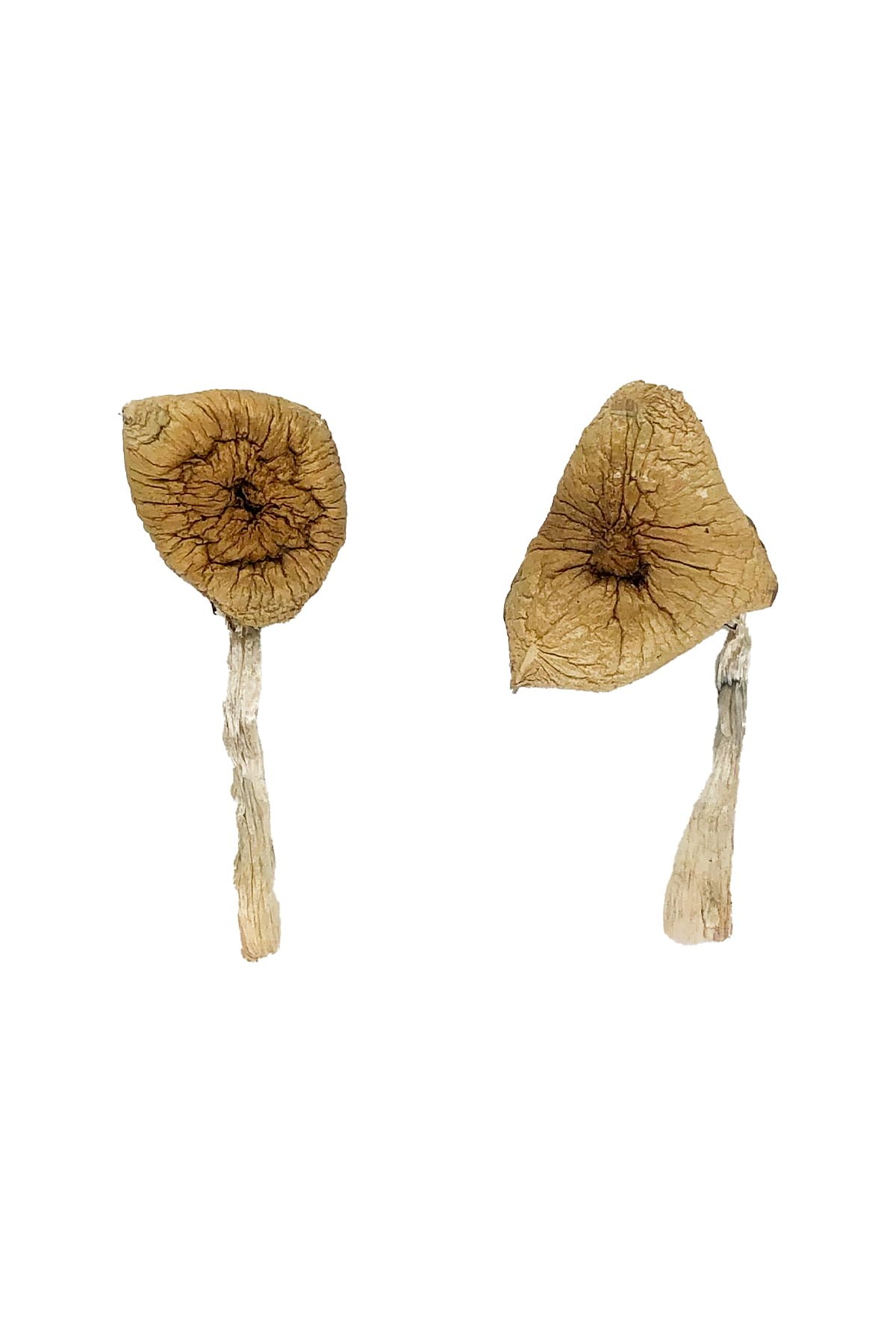 Buy Shrooms Online Idaho, Buy Magic Mushrooms Online Idaho, Buy Psilocybin Online Idaho, Where to buy Shrooms Online Idaho, Buy Shrooms near me Idaho, Where can i buy Shrooms online Idaho, Buy Shrooms with fast shipping Idaho, Buy Shrooms with bitcoin discreetly online Idaho, Order Shrooms Online Idaho, Can i buy Shrooms in Idaho, Order Shrooms near me Idaho, Buy Shrooms Discreet Shipping Idaho