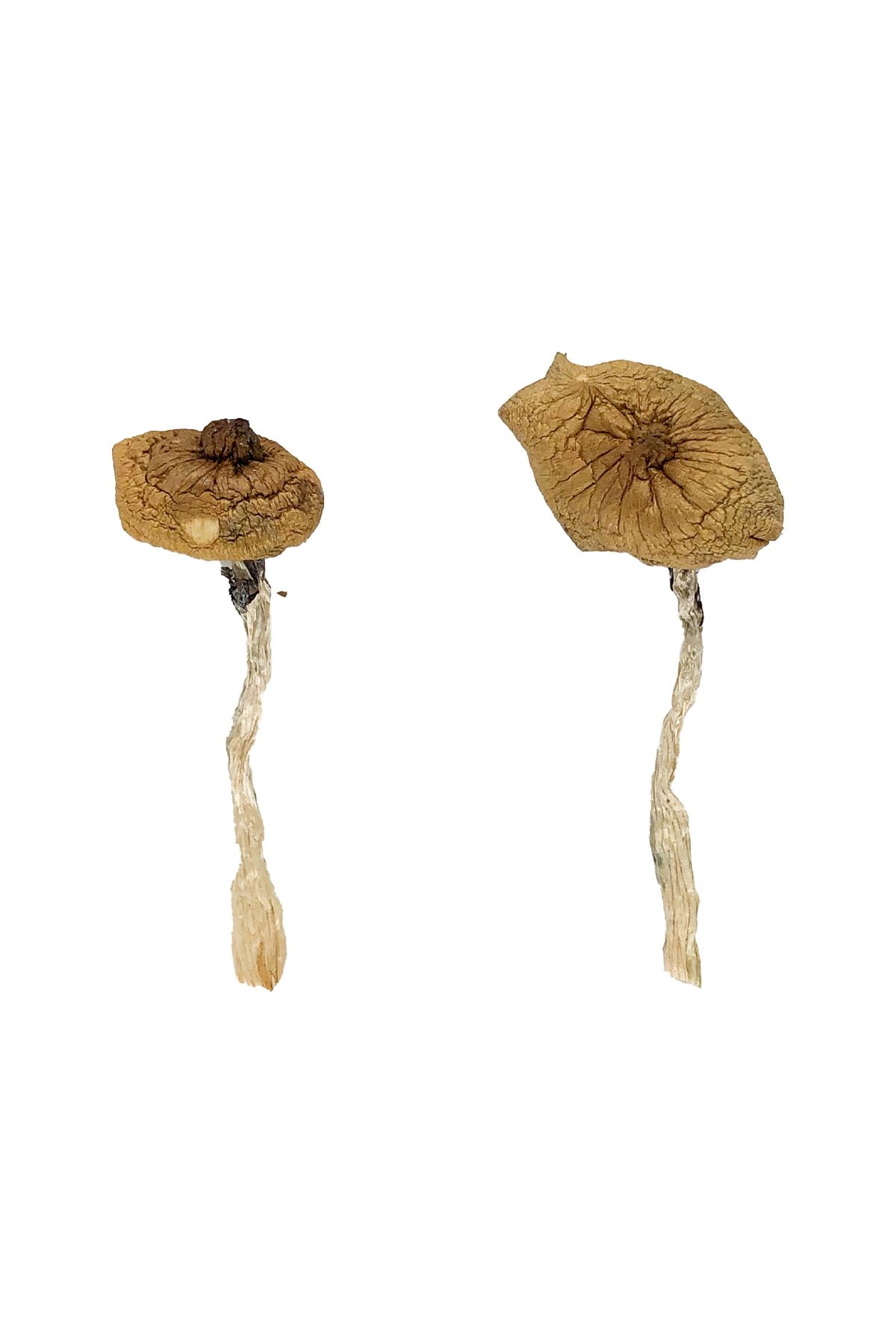 Blue Magnolia Rust Magic Mushrooms