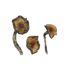 Buy Shrooms Online Hawaii, Buy Magic Mushrooms Online Hawaii, Buy Psilocybin Online Hawaii, Where to buy Shrooms Online Hawaii, Buy Shrooms near me Hawaii, Where can i buy Shrooms online Hawaii, Buy Shrooms with fast shipping Hawaii, Buy Shrooms with bitcoin discreetly online Hawaii, Order Shrooms Online Hawaii, Can i buy Shrooms in Hawaii, Order Shrooms near me Hawaii, Buy Shrooms Discreet Shipping Hawaii