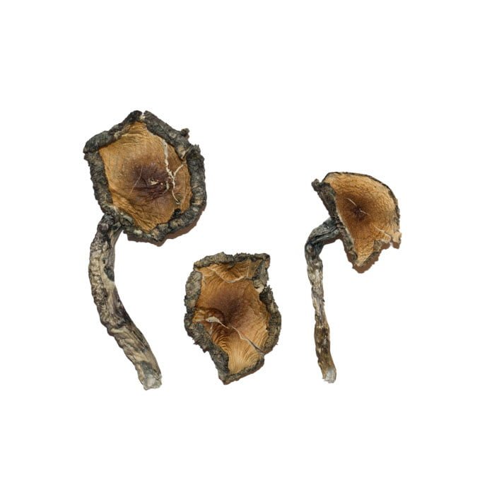 Buy Shrooms Online Hawaii, Buy Magic Mushrooms Online Hawaii, Buy Psilocybin Online Hawaii, Where to buy Shrooms Online Hawaii, Buy Shrooms near me Hawaii, Where can i buy Shrooms online Hawaii, Buy Shrooms with fast shipping Hawaii, Buy Shrooms with bitcoin discreetly online Hawaii, Order Shrooms Online Hawaii, Can i buy Shrooms in Hawaii, Order Shrooms near me Hawaii, Buy Shrooms Discreet Shipping Hawaii